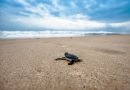 Turtle Price in India