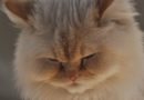 Himalayan Cat Facts