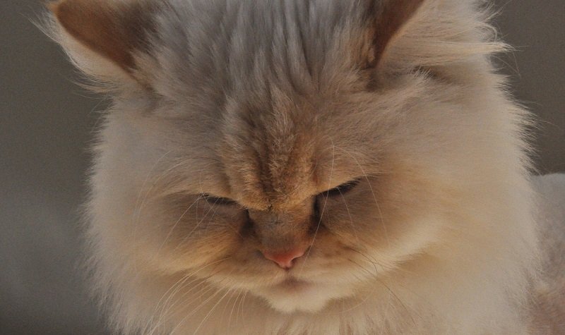 Himalayan Cats Price In India Facts Breed Information Characteristics