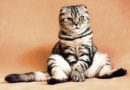 Facts About Cats