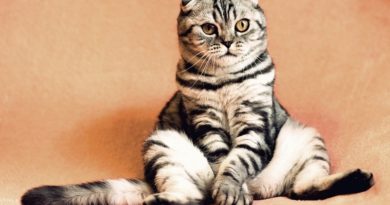 Facts About Cats