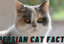 Persian Cat Price in India and Facts