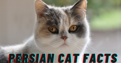 Persian Cat Price in India and Facts