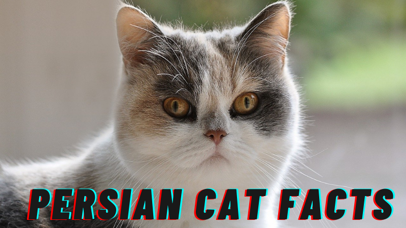 Persian Cat Price In India Facts Breed Information And Characteristics