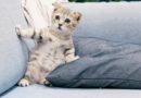 Bengal Cat for Sale
