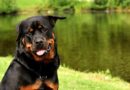 Rottweiler Price in India, Kerala, Delhi, Kolkata