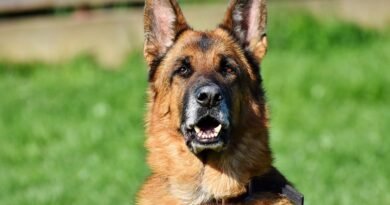 German Shepherd Price in India, Breed Information and Characteristics
