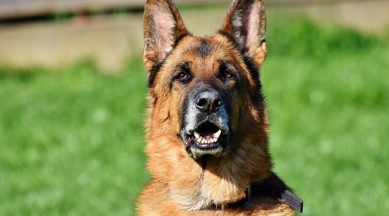 German Shepherd Price in India, Breed Information and Characteristics