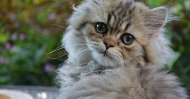 Buy Persian Cat in Lucknow