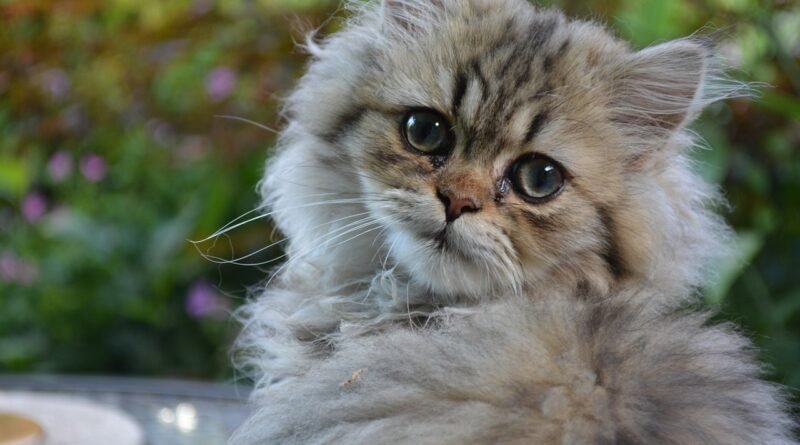 Buy Persian Cat in Lucknow