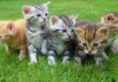 Best Cat Breeds in India with Price 2021