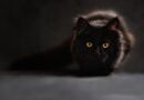 Maine Coon Cat Price in India