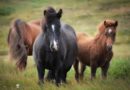 Indian Horse Breeds - Best Horse Breed in India