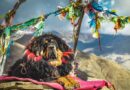 Tibetan Mastiff Price in India, Life Span, Appearance