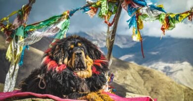 Tibetan Mastiff Price in India, Life Span, Appearance