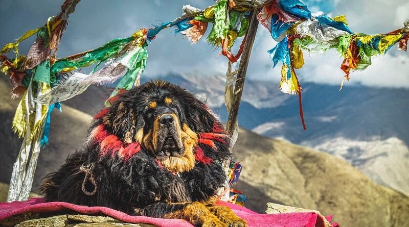 Tibetan Mastiff Price in India, Life Span, Appearance