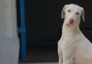 rajapalayam dog price in India