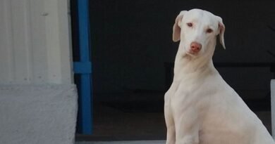rajapalayam dog price in India