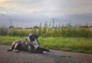 American Bully Price in India, Lifespan, Breed Information