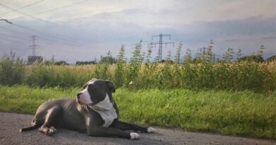American Bully Price in India, Lifespan, Breed Information