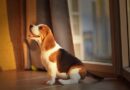 Beagle Price in India