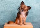 Chihuahua Price in India