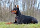 Doberman Price in India - Lifespan, Breed Information, Height, Weight