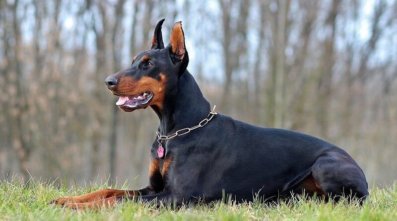 Doberman Price in India - Lifespan, Breed Information, Height, Weight
