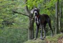 Great Dane Price in India, Lifespan, Beed Information
