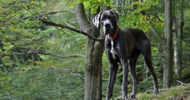 Great Dane Price in India, Lifespan, Beed Information