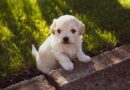 How to Buy Dental Chews for Small Dogs