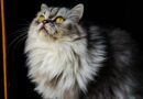 Persian Cat
