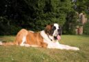 Saint Bernard Price in India, Size, Lifespan