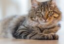 cats for sale