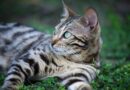 Bengal Cat Price
