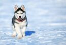 Siberian Husky Price