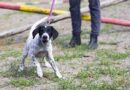 Tired of Puppy Tantrums? Try These 4 Tips to Calm Him Down!
