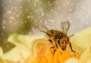 All About Pollen Count and Its Effects