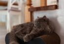 Persian cat