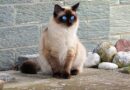 Siamese Cats