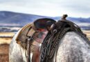 The Most Common Types of Horse Riding Saddles, Explained