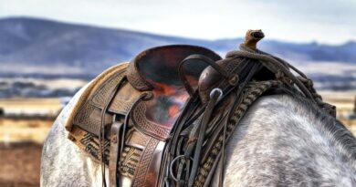 The Most Common Types of Horse Riding Saddles, Explained