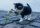 Adopting a Cat