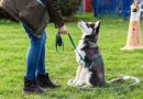 How to Train Your Dog to Be Calm around Strangers