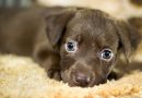 What Are the Benefits of Adopting a Rescue Dog?