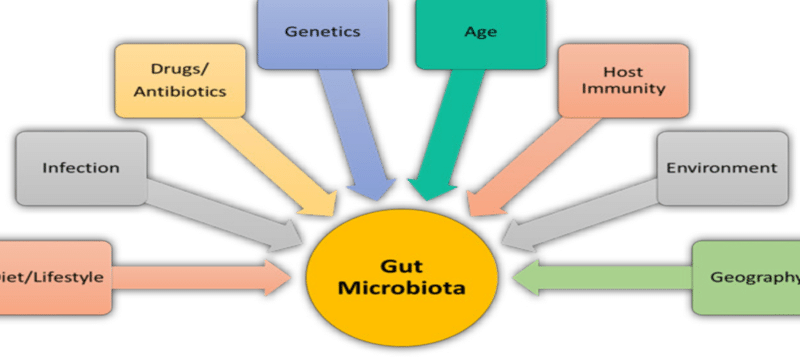Factors That Affect Gut Health