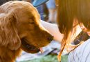 Fundamental Responsibilities of a Pet Owner