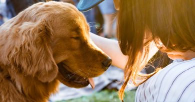 Fundamental Responsibilities of a Pet Owner