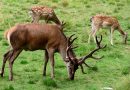 When Do Deer Shed Their Antlers?