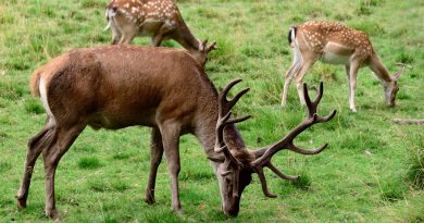 When Do Deer Shed Their Antlers?